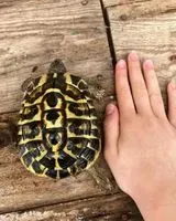 EMERGENCY: Reptile lost in Nice