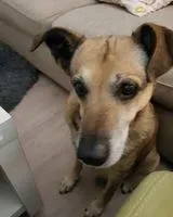 URGENCE : Chien perdu(e) à Cascais