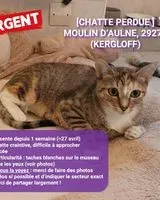EMERGENCY: Cat lost in Kergloff