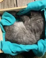 Cat found in Rocheservière