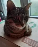 Katze in Juvisy Sur Orge verloren