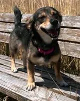 Cane smarrito(a) a Marburg