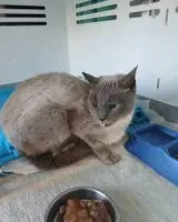 URGENCE : Chat trouvé(e) à Férel