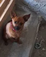 Perro perdido(a) en Camposano