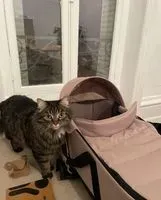 Chat perdu(e) à Nantes