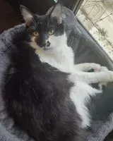 URGENCE : Chat perdu(e) à Brie Et Angonnes