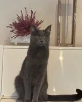 Gato perdido(a) en La Bernardiere