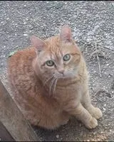 NOTFALL: Katze in Compiègne verloren