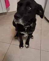 URGENCIA: Perro perdido(a) en Esanatoglia