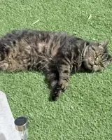 Katze in Saint Orens De Gameville verloren