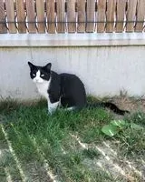Cat lost in Gétigné