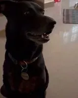 Cane smarrito(a) a Bengaluru