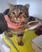 EMERGENCY: Cat found in La Baule-Escoublac