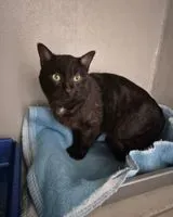 NOTFALL: Katze in La Caillère-Saint-Hilaire gefunden
