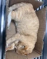 NOTFALL: Katze in Couëron gefunden