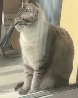 EMERGENCY: Cat lost in Le Loroux-Bottereau