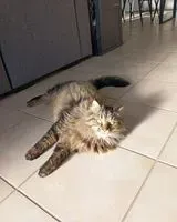 URGENZA: Gatto smarrito(a) a Bellegarde-Poussieu