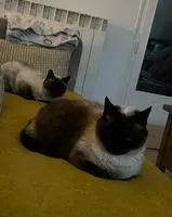 URGENCE : Chat perdu(e) à Saint-Médard-en-Jalles