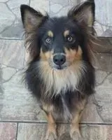 Dog lost in Canoas