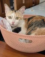 Cat lost in Bengaluru