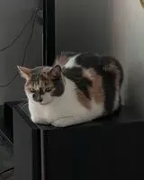 Cat lost in Clisson