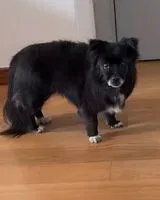 EMERGENCY: Dog lost in Trentola Ducenta