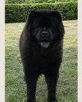 Dog lost in San Jose