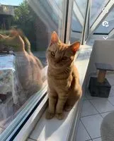 EMERGENCY: Cat lost in Frontignan