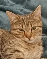 Katze in Gétigné verloren