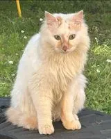 Cat lost in Haute Goulaine
