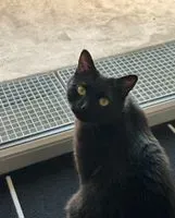 NOTFALL: Katze in Quint-Fonsegrives verloren