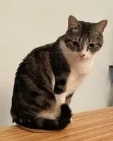 Gatto smarrito(a) a Monnieres