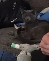 URGENZA: Gatto smarrito(a) a Prestonsburg