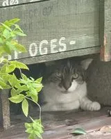 Katze in Merignac gefunden