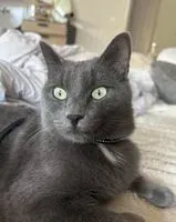 URGENCE : Chat perdu(e) à Saint-Cergues