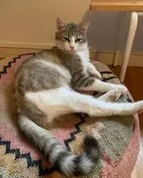Chat perdu(e) à Nantes