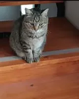 Chat perdu(e) à Polveroni