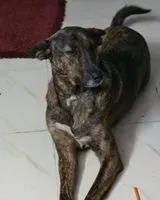 Dog lost in Bengaluru