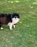 URGENZA: Gatto smarrito(a) a Lalinde