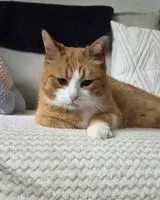 Katze in Frankfurt gefunden