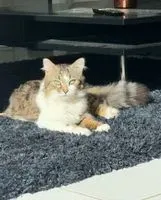 NOTFALL: Katze in Descartes verloren