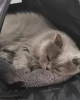 URGENCIA: Gato perdido(a) en Sotteville-lès-Rouen