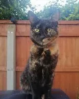 Gatto smarrito(a) a Radstock