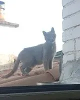 Cat seen in Clisson