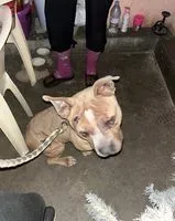 NOTFALL: Hund in Éclose-Badinières gefunden