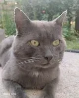 Cat seen in Gorges