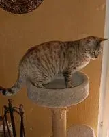 Gatto smarrito(a) a Latina