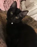 Kedi , Barcelona 'de kayboldu