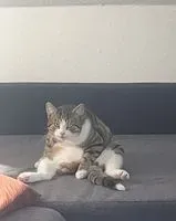 NOTFALL: Katze in Sögel verloren