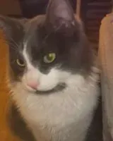 URGÊNCIA: Gato perdido(a) em Sainte-Foy-lès-Lyon
